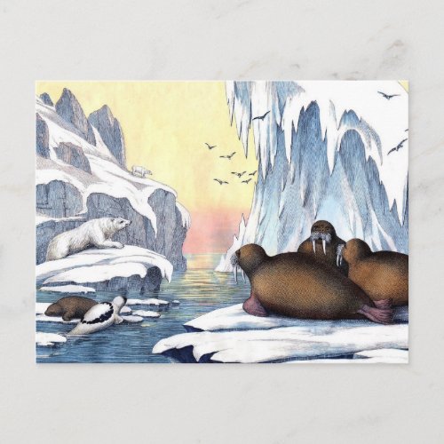 Polar Bears Walrus And Seals Postcard