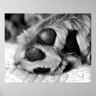 Polar Paws Golden Retriever Dog Poster