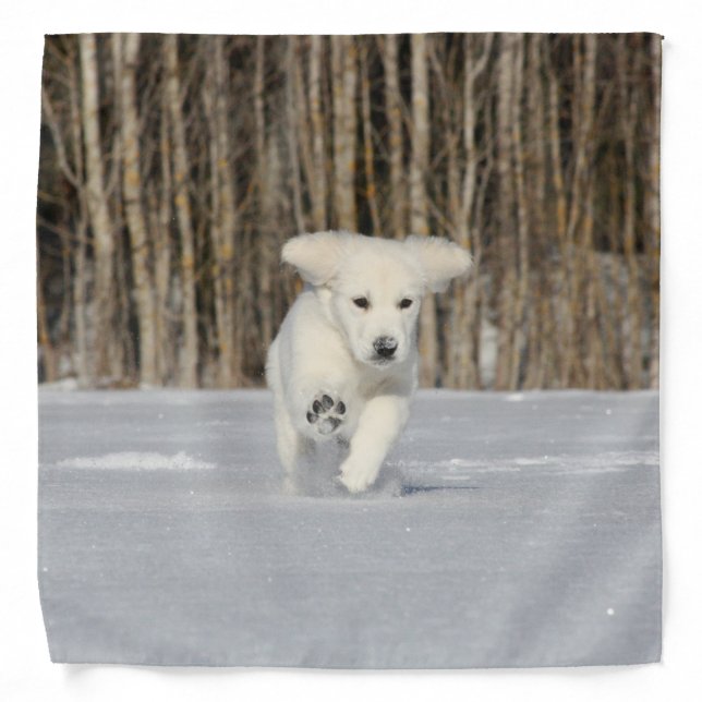Polar Puppy Photo Bandana (Front)