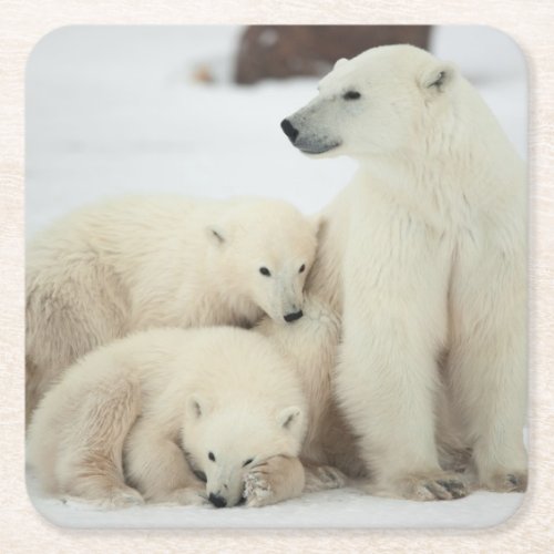 Polar She_bear With Cubs Square Paper Coaster