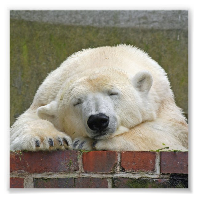 PolarBear20150501 Photo Print (Front)