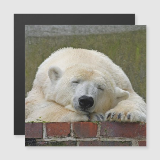 PolarBear 001 (Front/Back)