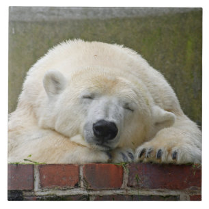 PolarBear 001 Ceramic Tile
