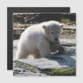 PolarBear_20190302_by_JAMFoto (Front/Back)