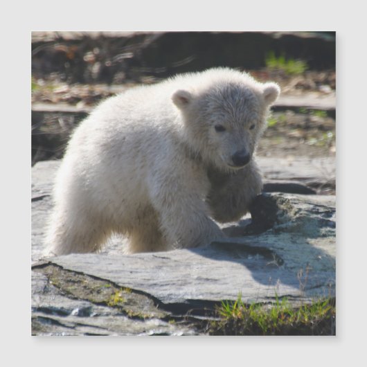 PolarBear_20190302_by_JAMFoto (Front)
