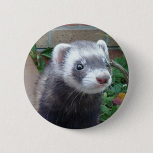 Polecat ferret button