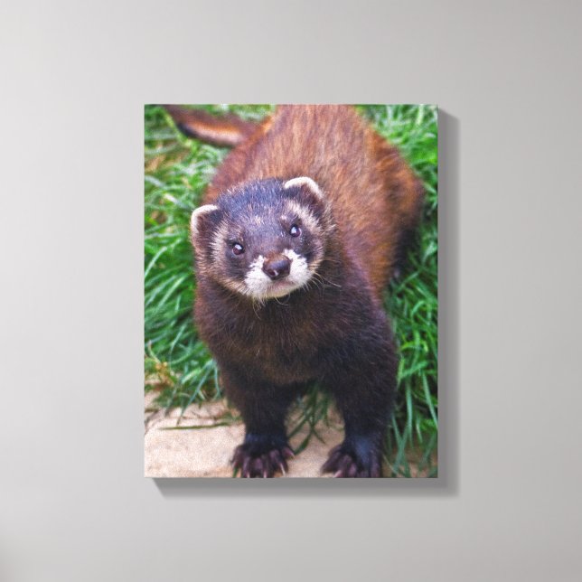 Polecat Wrapped Canvas Print (Front)