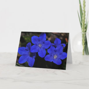 Polemonium Greeting Card