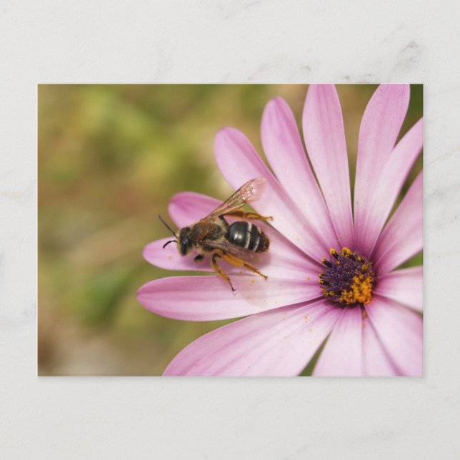 Polen Postcard (Front)