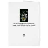 Police Car Moth and Oxeye Daisies (Back)