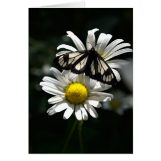 Police Car Moth and Oxeye Daisies Cards