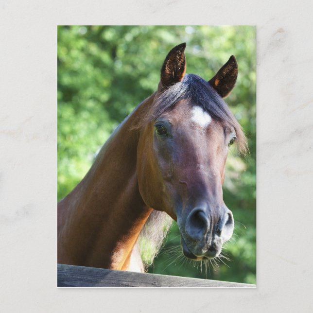 Polish Arabian Horse Postcard (Front)