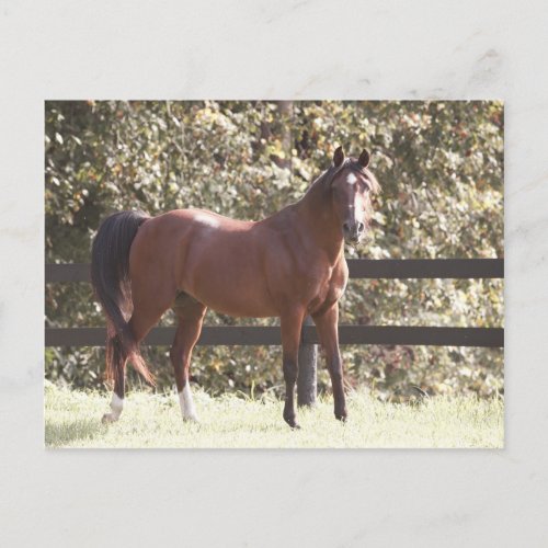 Polish Arabian Horse Postcard