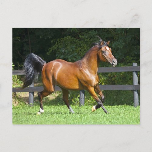 Polish Arabian Horse Trotting Postcard