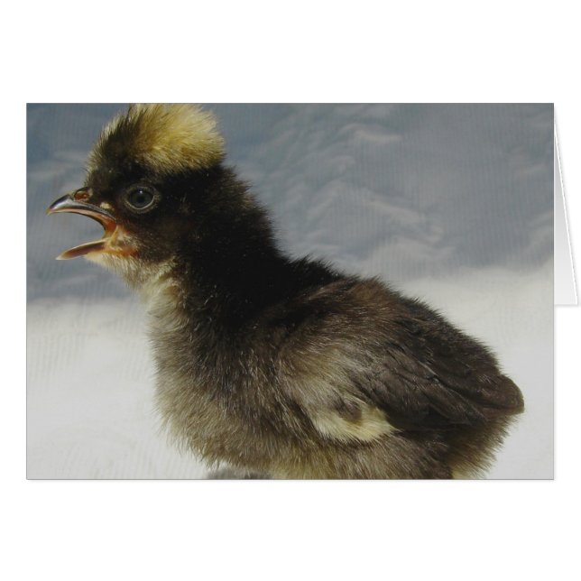 Polish Baby Chicken  Cards (Front Horizontal)