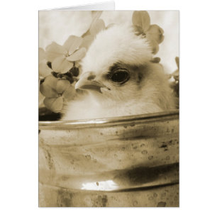Polish Chick in Sepia Cards