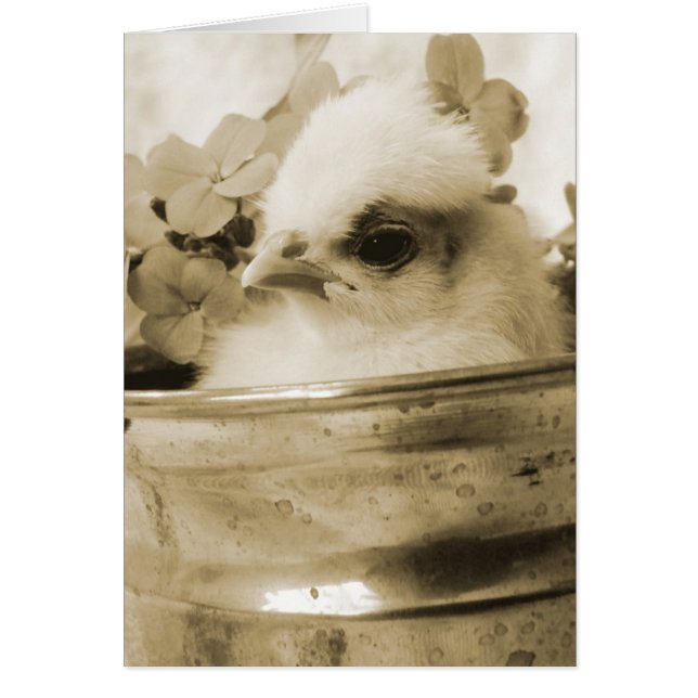 Polish Chick in Sepia Cards (Front)