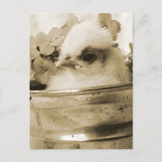 Polish Chick in Sepia Postcard (Front)