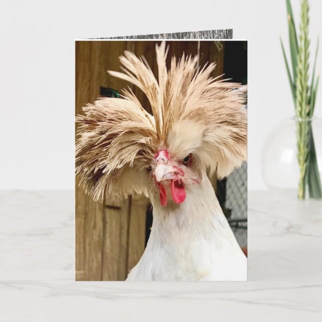 polish chicken "coop hair don't care!"  5"x7" Card (Front)