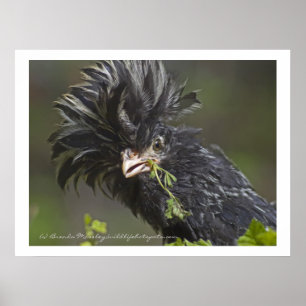 Polish Chicken Poster