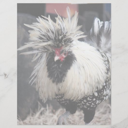 Polish Crested Rooster (Front)