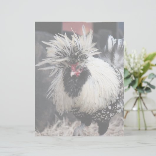 Polish Crested Rooster (Standing Front)