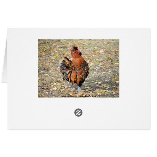 Polish Crested Rooster (Back Horizontal)