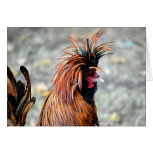 Polish Crested Rooster