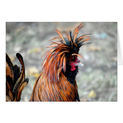 Polish Crested Rooster