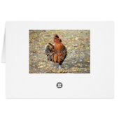 Polish Crested Rooster Cards (Back Horizontal)