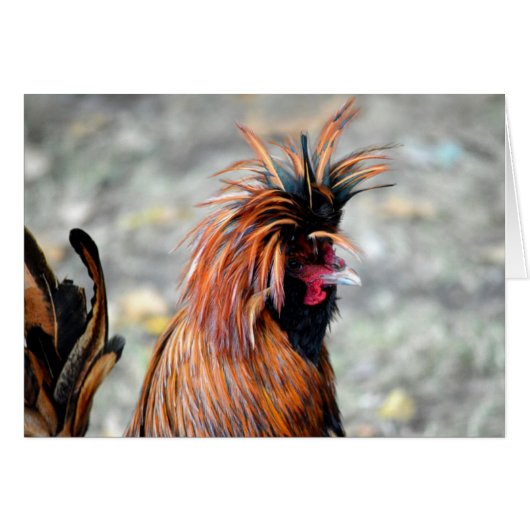 Polish Crested Rooster Cards (Front Horizontal)