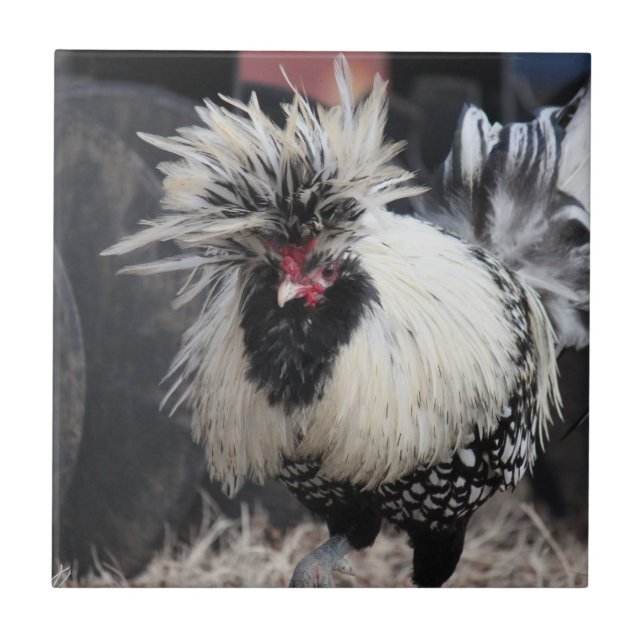 Polish Crested Rooster Ceramic Tile (Front)