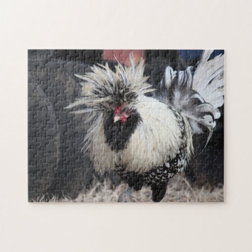 Polish Crested Rooster Jigsaw Puzzle