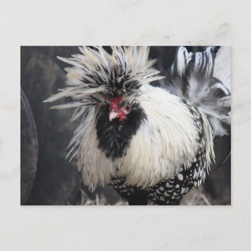 Polish Crested Rooster Postcard