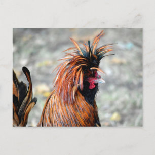 Polish Crested Rooster Postcard