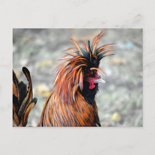Polish Crested Rooster Postcard