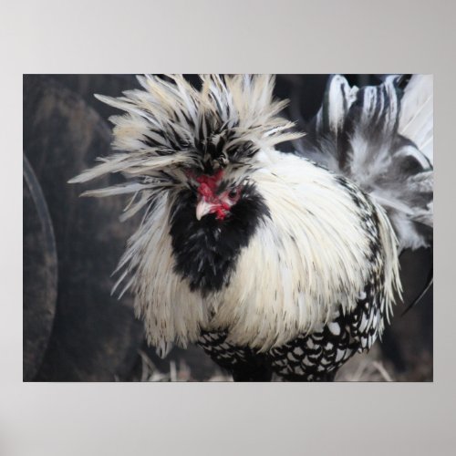 Polish Crested Rooster Poster
