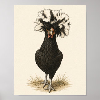Polish Hen Chicken Art Print, Vintage Farmhouse Ki Poster