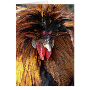 Polish Roo Cards