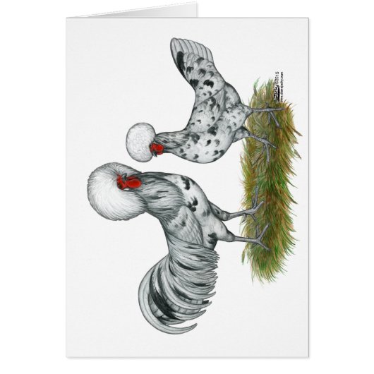 Polish Splash Chickens Cards (Front)