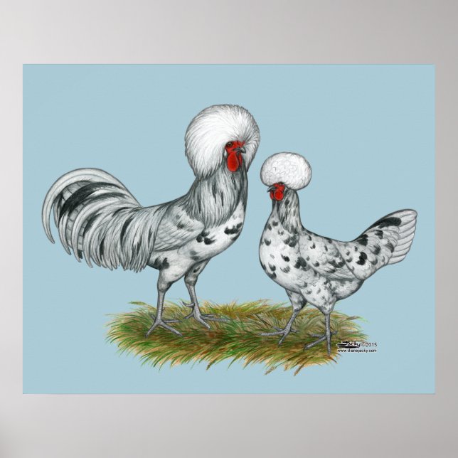Polish Splash Chickens Poster (Front)