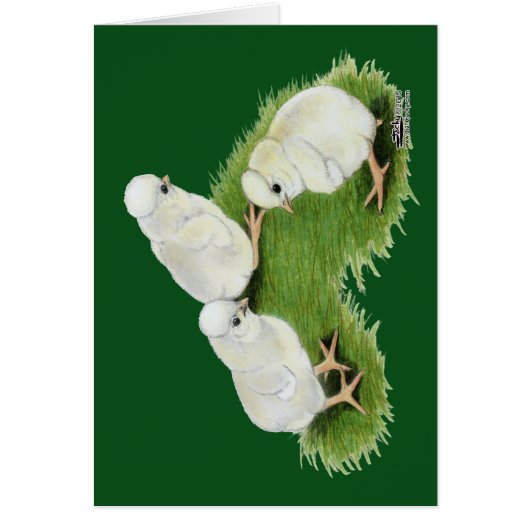 Polish Splash Chicks Cards (Front)