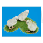 Polish Splash Chicks Cards (Front Horizontal)