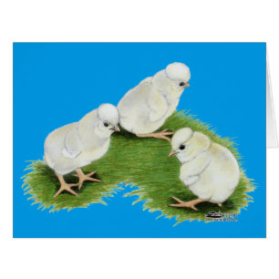 Polish Splash Chicks Cards