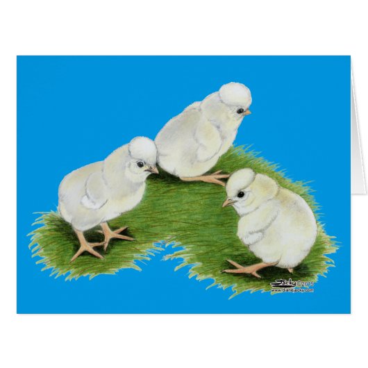 Polish Splash Chicks Cards (Front Horizontal)