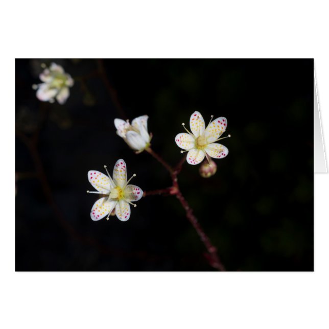 Polka dot flowers cards (Front Horizontal)