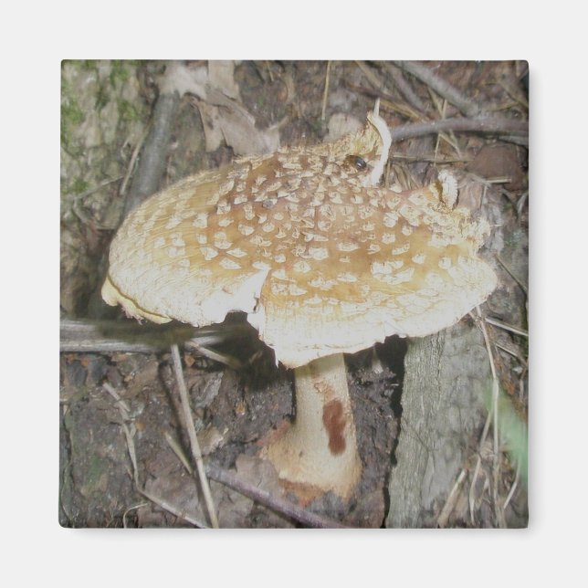 Polka Dot Mushroom Magnet (Front)