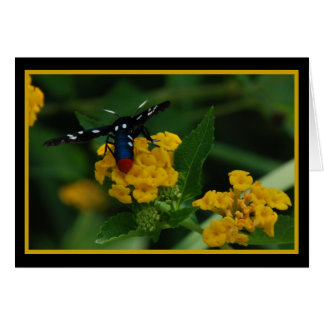 Polkadot Wasp Moth 270 Cards