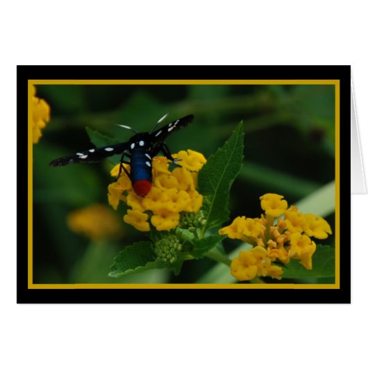 Polkadot Wasp Moth 270 Cards (Front Horizontal)