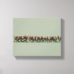 Poll Herefords Canvas Print
